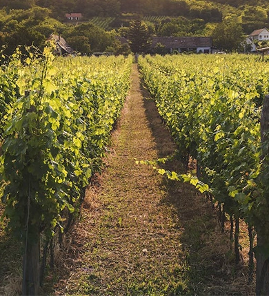 champs de viticole en géorgie - version mobile