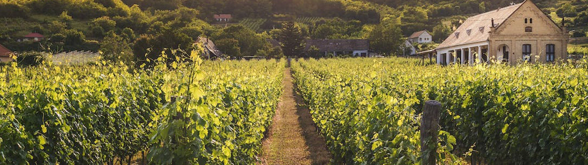 champs de viticole en géorgie
